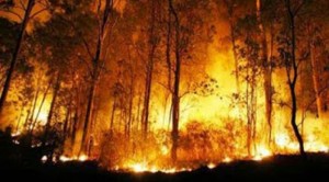 Kebakaran Lahan dan Hutan Harus Diatasi Secara Terpadu
