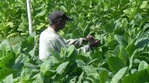 Bahas RUU Pertembakauan, DPR Diserang Asing Melalui Koalisi Anti Rokok