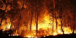 Andi Akmal Pasluddin: Bekukan Perusahaan Pembakar Hutan!