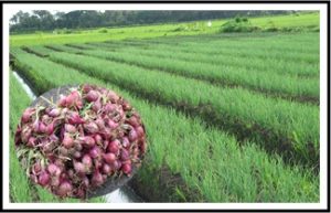 Petani Harus Antisipasi La Nina