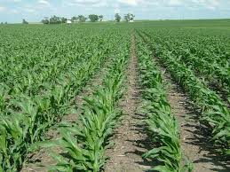 Siapkan Lahan, NTB Lumbung Jagung Nasional,