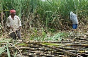 Impor Gula Saat Panen, Pemerintahan Jokowi Belum Berpihak ke Petani Tebu