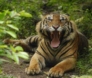 Harimau Masih Berkeliaran Memangsa Ternak Warga Palembayan