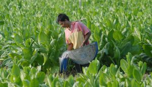 Petani Tembakau Klaten Desak DPR Segerah Sahkah UU Pertembakauan