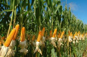 Harga Jagung Melambung, Peternak Resah