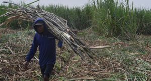 Gula Rafinasi Menumpuk, Petani Sulit Jual Hasil Panen
