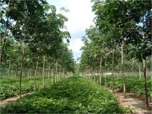 Temui Komisi VI, Forum Lingkungan Hidup dan Penyelamat Hutan Tolak Permen LHK
