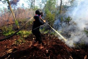 Erwin TPL Tobing: Utamakan Pencegahan Hindari Kebakaran Hutan