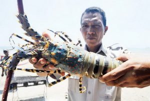 Wakil Rakyat Minta Susi Cabut Larangan Tangkap Lobster