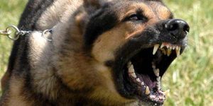 KLB Rabies di Dompu, Bamsoet: Berikan Vaksin Gratis