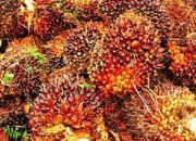 CSDS: Pendanaan Kelapa Sawit Perlu Direformasi